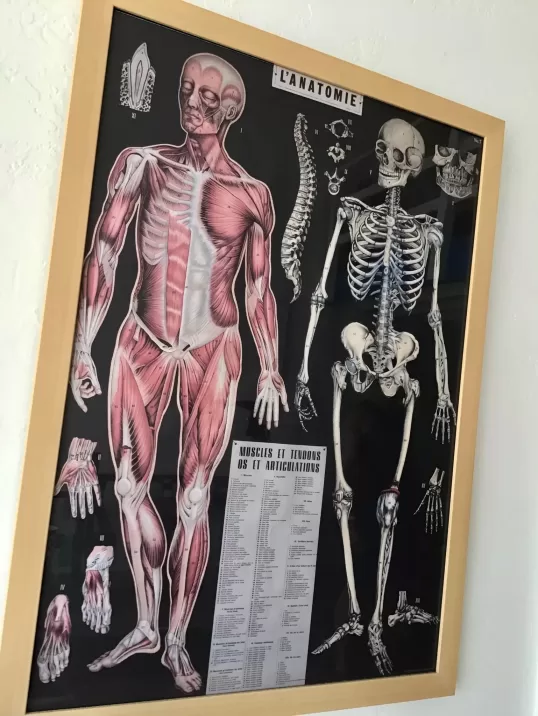 anatomy